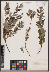 Foto von Salix aurita L. x Salix repens L.